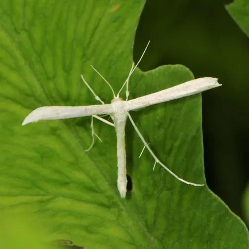 Elliot's Plume Moth