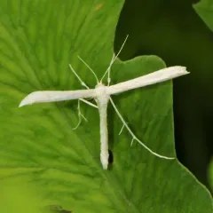 Elliot's Plume Moth thumbnail 1