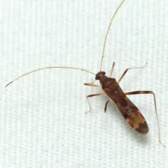 Paraxenetus guttulatus thumbnail 4