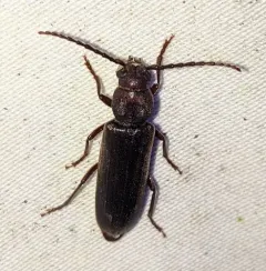 Asemum nitidum thumbnail 1