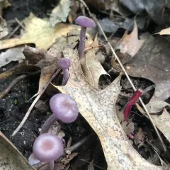 Amethyst Deceiver thumbnail 5