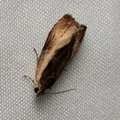 Variable Nigranum Moth thumbnail 4