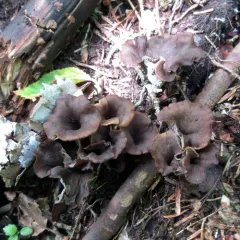Craterellus caeruleofuscus thumbnail 1