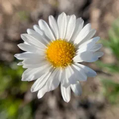Flett's Fleabane thumbnail 2