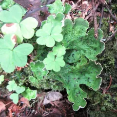 freckled pelt lichen thumbnail 1