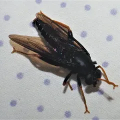 Golden-legged Mydas Fly thumbnail 2