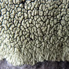 Golden Moonglow Lichen thumbnail 3