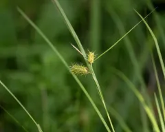Bailey's Sedge thumbnail 4