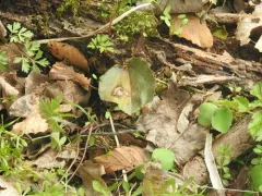 crane-fly orchid thumbnail 3