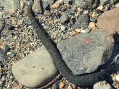 Haemopis marmorata thumbnail 4
