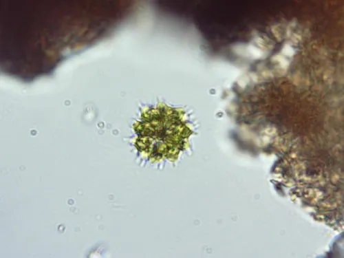 Sorastrum americanum