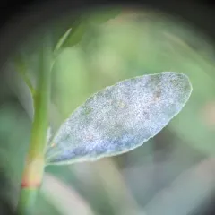 Erysiphe polygoni thumbnail 2