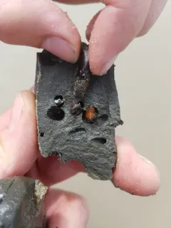 California Datemussel thumbnail 1