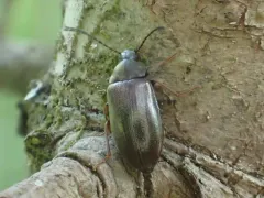 Isomira quadristriata thumbnail 4