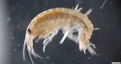 Gammarus tigrinus thumbnail 1