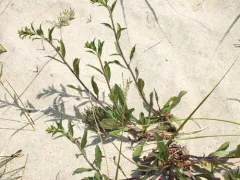 Solidago psammophila thumbnail 2