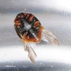 Scymnus fraternus thumbnail 2
