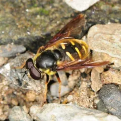 Oblique-banded Pond Fly thumbnail 2