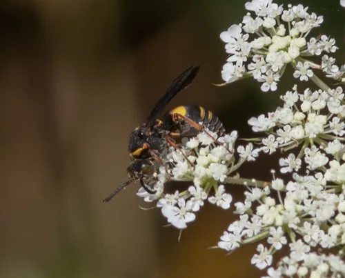 Nysson plagiatus
