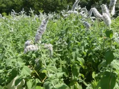 Horse Mint thumbnail 3