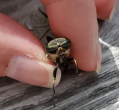Furrowed Horse Fly thumbnail 1