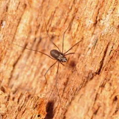 Caddo pepperella thumbnail 4