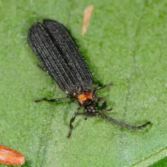 Lopheros fraternus thumbnail 3