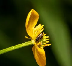 Banded Leaf Beetle thumbnail 3