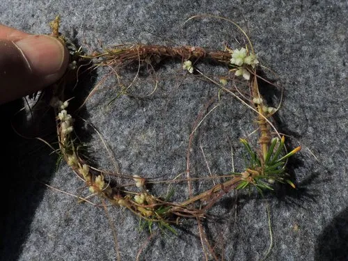 Clover Dodder