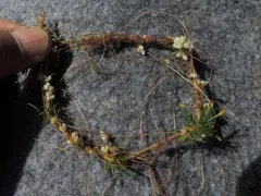 Clover Dodder thumbnail 1
