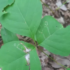Sumac Leaf Blotch Miner Moth thumbnail 3