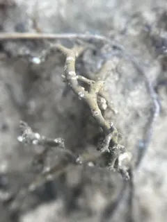 Desert Vagabond Lichen thumbnail 2