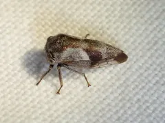Ophiderma grisea thumbnail 4