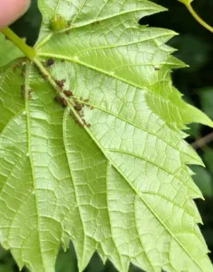 grapevine aphid thumbnail 2