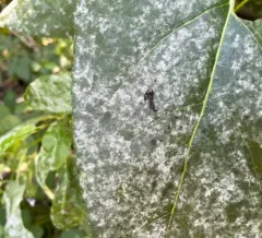 Erysiphe adunca thumbnail 3