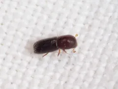 Keyhole Ambrosia Beetle thumbnail 2