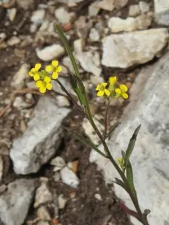 small-flower prairie wallflower thumbnail 2