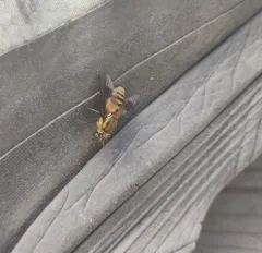 Shining Deer Fly thumbnail 2