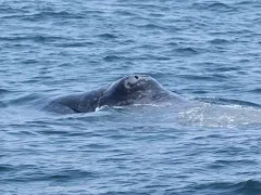 Bowhead Whale thumbnail 2