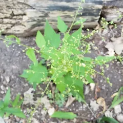 Eurasian maple-leaved goosefoot thumbnail 2