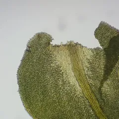 Rugel's anomodon moss thumbnail 3
