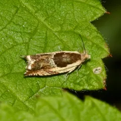 Black-marked Ancylis Moth thumbnail 4