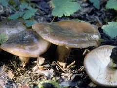 Lactarius caespitosus thumbnail 3