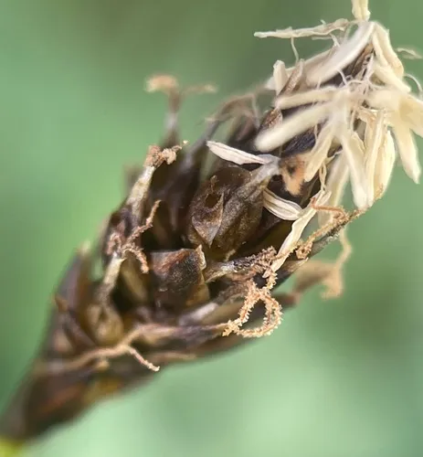 Dark Alpine Sedge