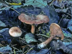 Lactarius cuspidoaurantiacus thumbnail 4