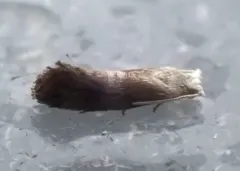 Bronze-banded Corticivora Moth thumbnail 2