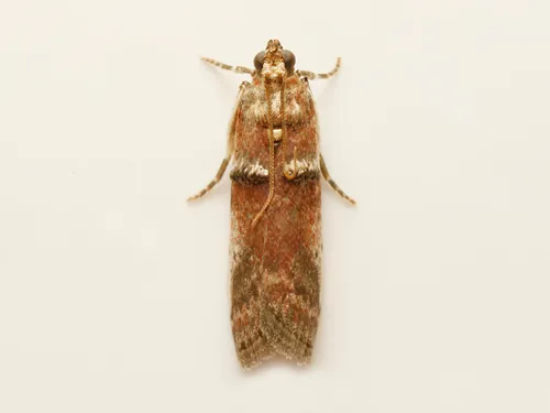 Acrobasis ostryella