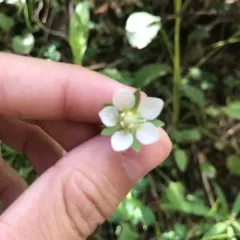small-flowered grass-of-parnassus thumbnail 2