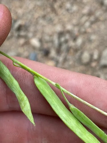 woody rockcress