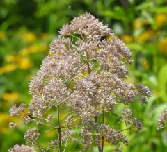 Hollow Joe-Pye Weed thumbnail 4